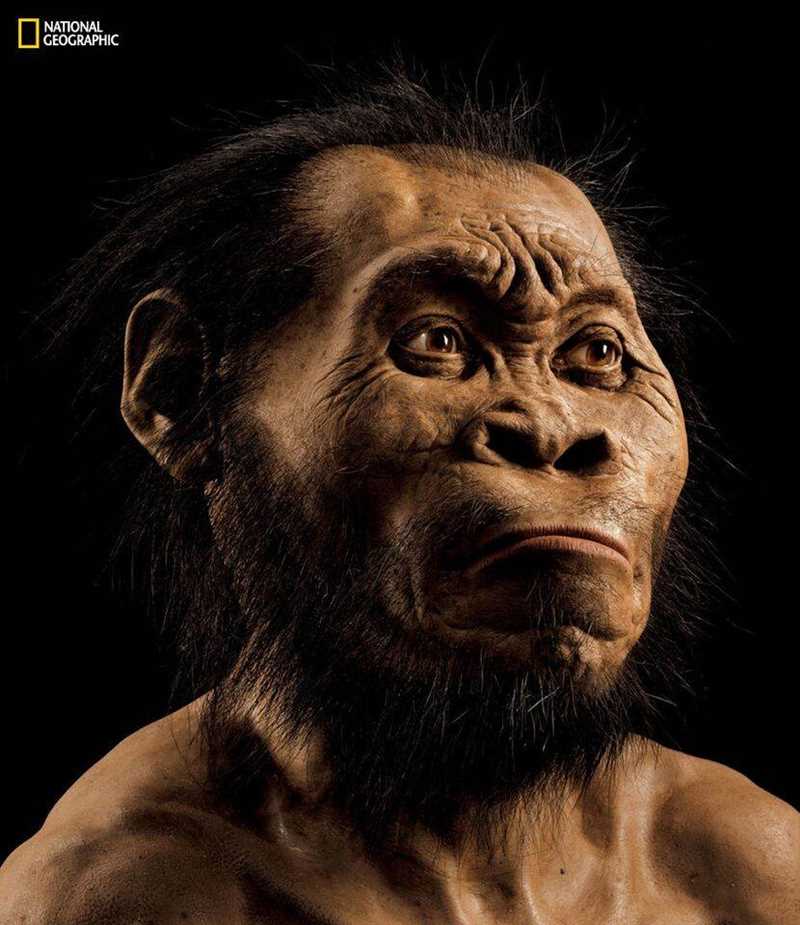 Сходства и различия между Homo naledi и Homo sapiens