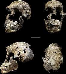 Человек из Диналеди (Homo naledi)