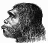 Интеллект неандертальца