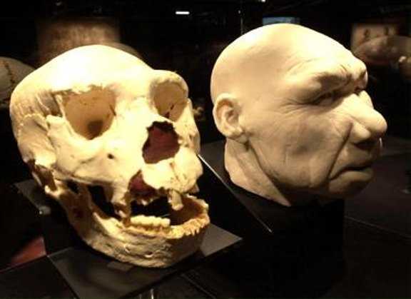 Происхождение Homo antecessor