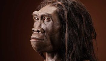 Человек прямоходящий (Homo erectus)