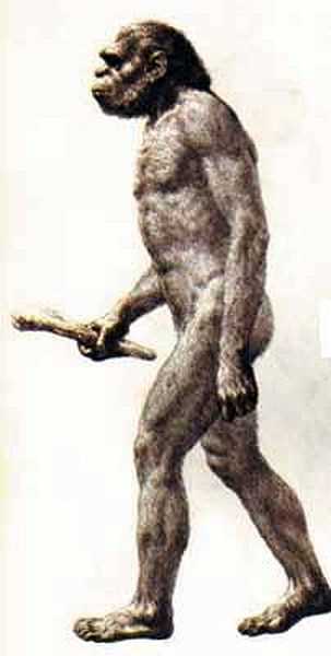 Человек прямоходящий (Homo erectus)