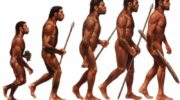 Человек разумный: основные черты и эволюционное развитие