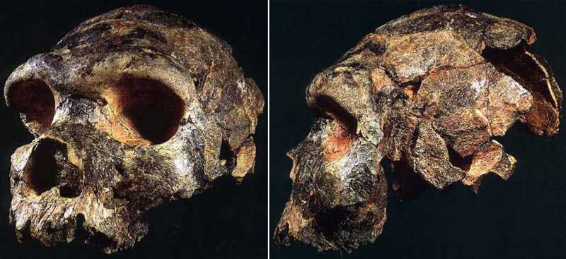 Человек родезийский (Homo rhodesiensis)
