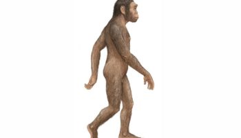 Человек умелый (Homo habilis)