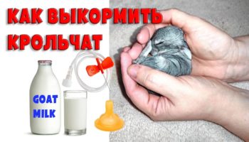 Чем и как выкормить новорожденных крольчат без крольчихи?