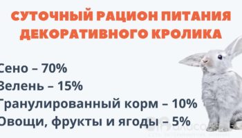 Чем можно кормить декоративного кролика в домашних условиях