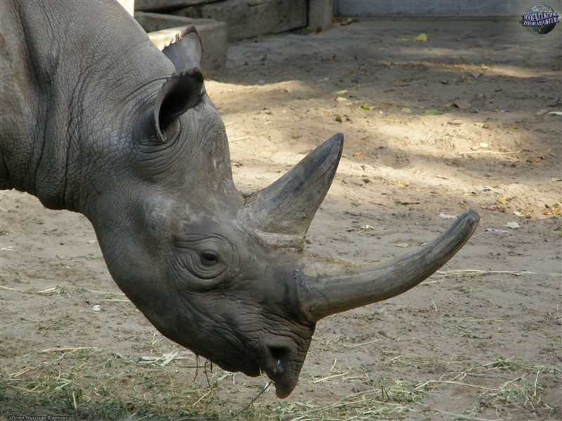 История и эволюция чёрного носорога
