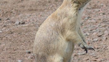 Чернохвостая луговая собачка (Cynomys ludovicianus) — особенности и характеристики