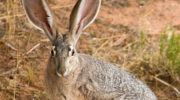 Чернохвостый заяц — особенности вида и его роль в экосистеме