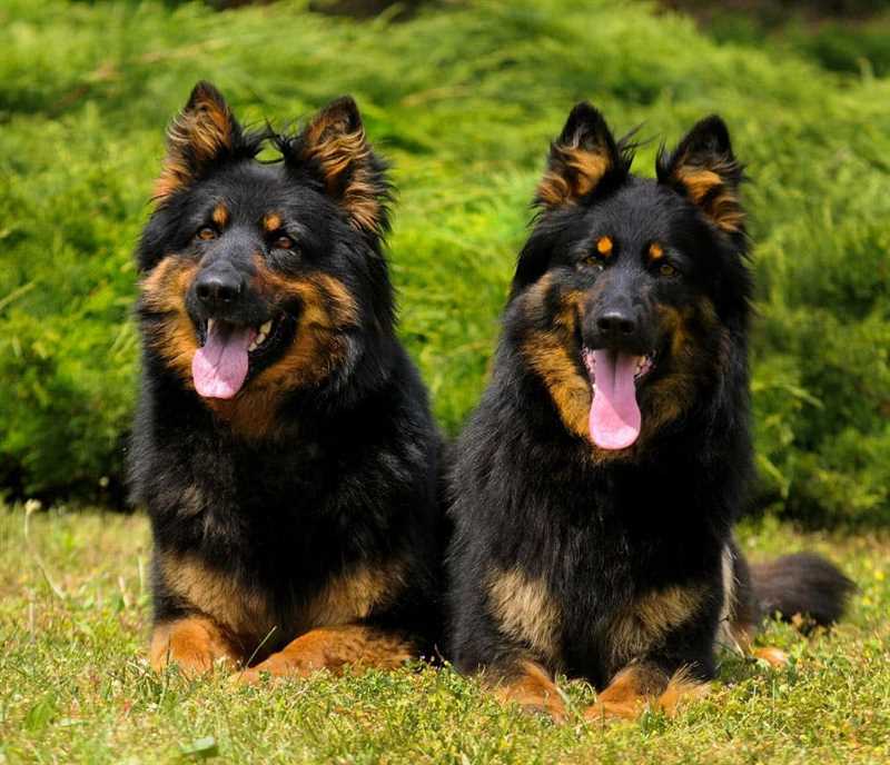 Сравнение Чешской пастушьей собаки с другими породами