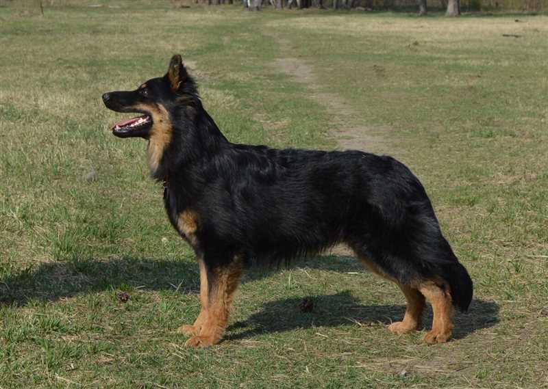 Как выбрать Чешскую пастушью собаку (Богемскую овчарку)