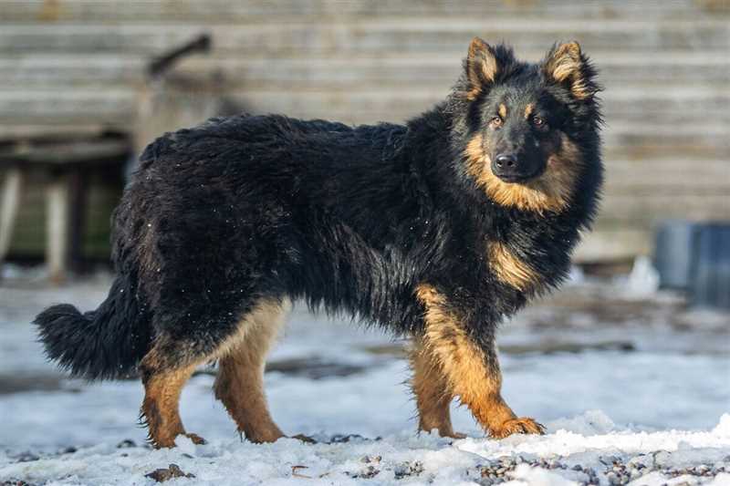 Чешская пастушья собака (Богемская овчарка): плюсы и минусы породы