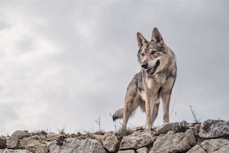 Чехословацкая волчья собака vs. Белый швейцарский овчарка