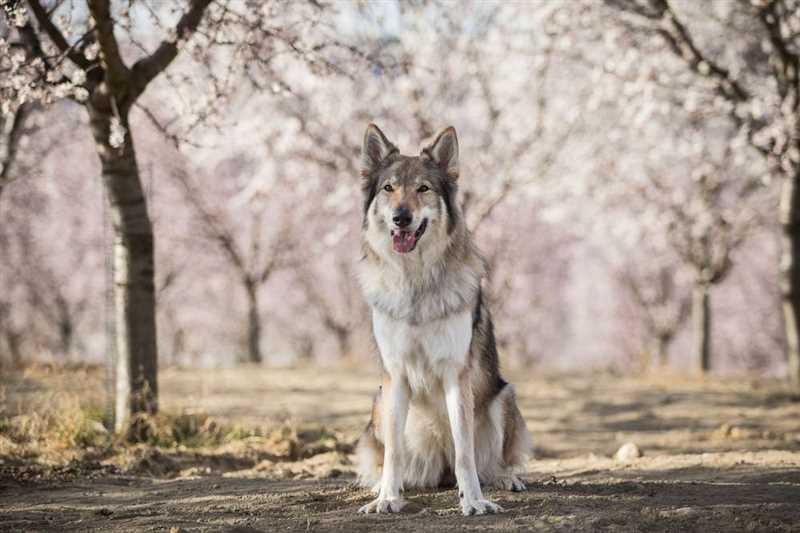 Чехословацкая волчья собака: сильный и умный пес!