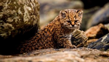 Чилийская кошка, или кодкод (Leopardus guigna)