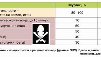 Что едят лошади и чем их кормить: обзор кормов и правильный рацион