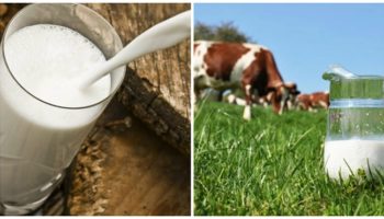 Что нужно предпринять, если корова не даёт молоко?