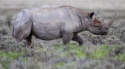 Чёрный носорог (Diceros bicornis) — особенности и угрозы