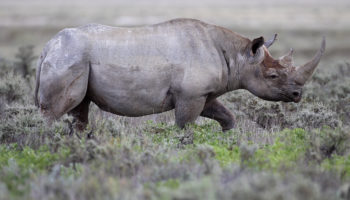 Чёрный носорог (Diceros bicornis) — особенности и угрозы