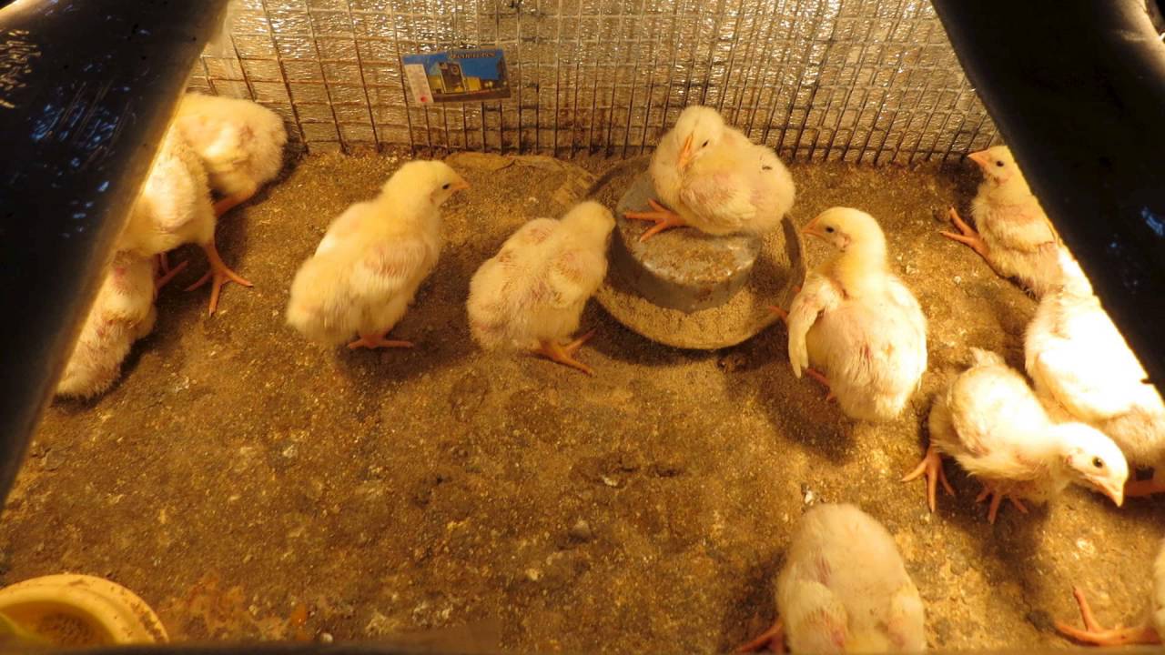 Кормление цыплят бройлеров: быстрый рост птицы в домашних условиях