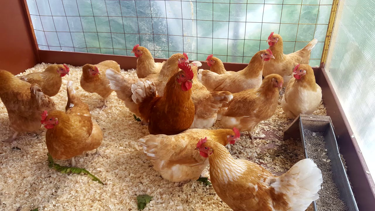 Чем и как кормить цыплят с первых дней жизни: рекомендации и фотообзор