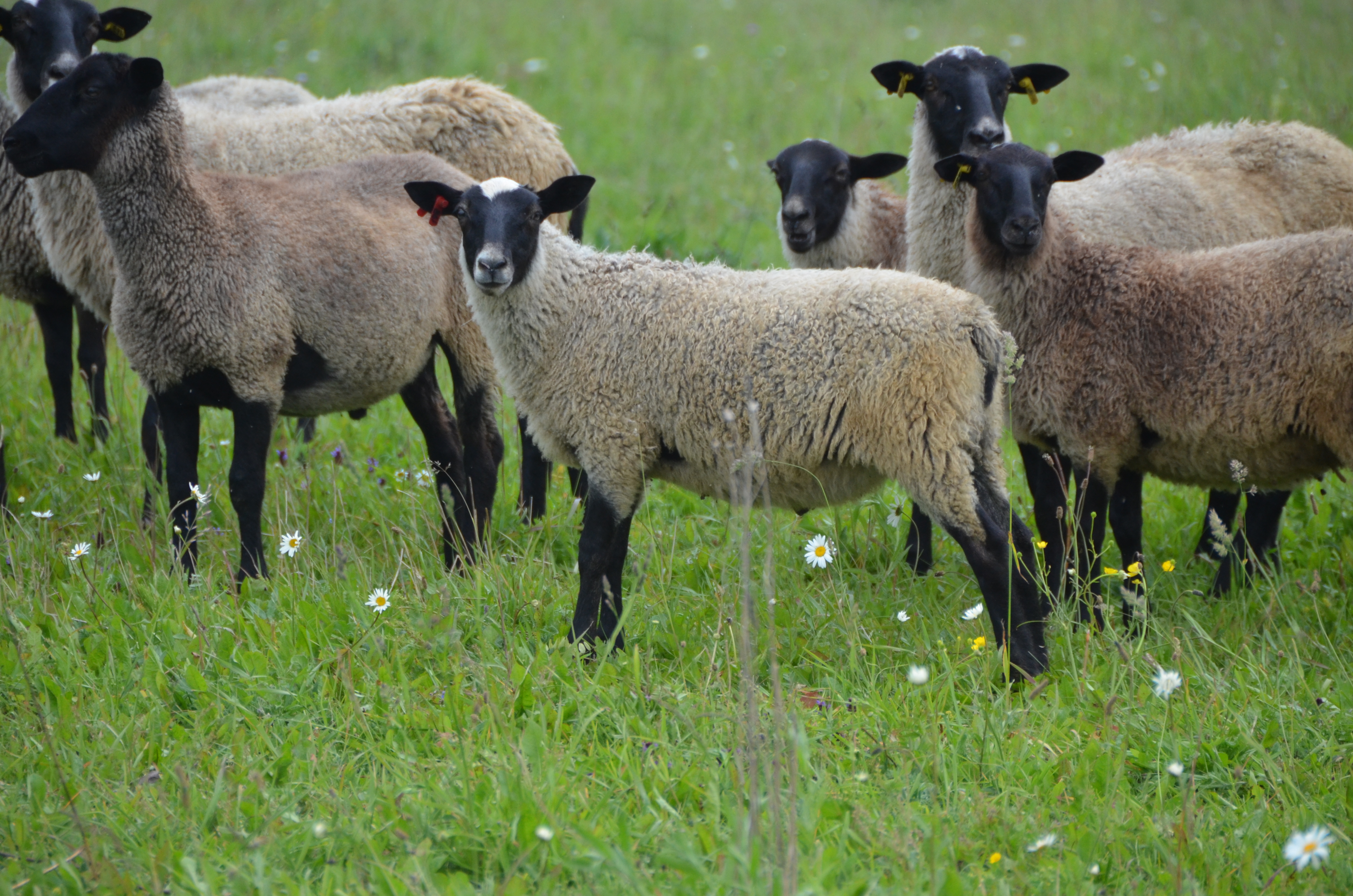 О романовской породе овец: описание, характеристика, содержание и разведение