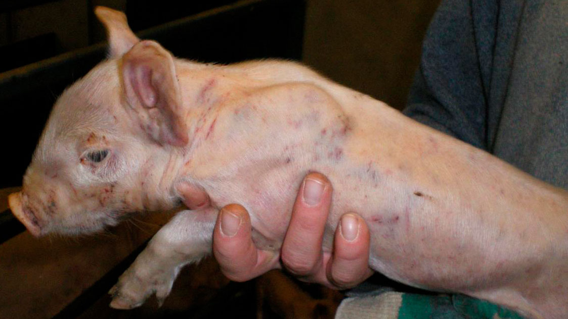 Кожные заболевания у свиней: инфекционные, атрофический ринит