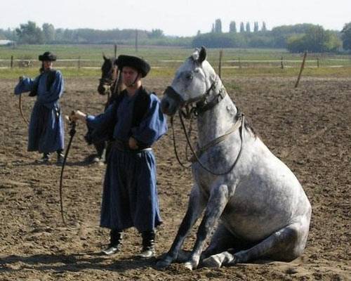 Как научить лошадь поклону: подготовка, способы дрессировки