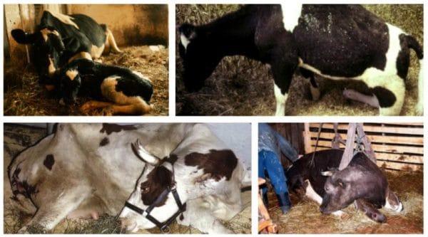 Послеродовой парез у коров – причины, симптомы, лечение и профилактика.