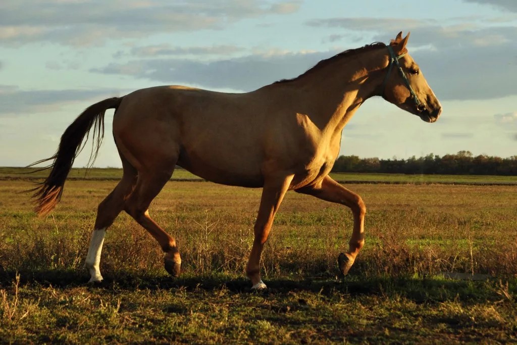 Донская порода лошадей: характеристика дончака
