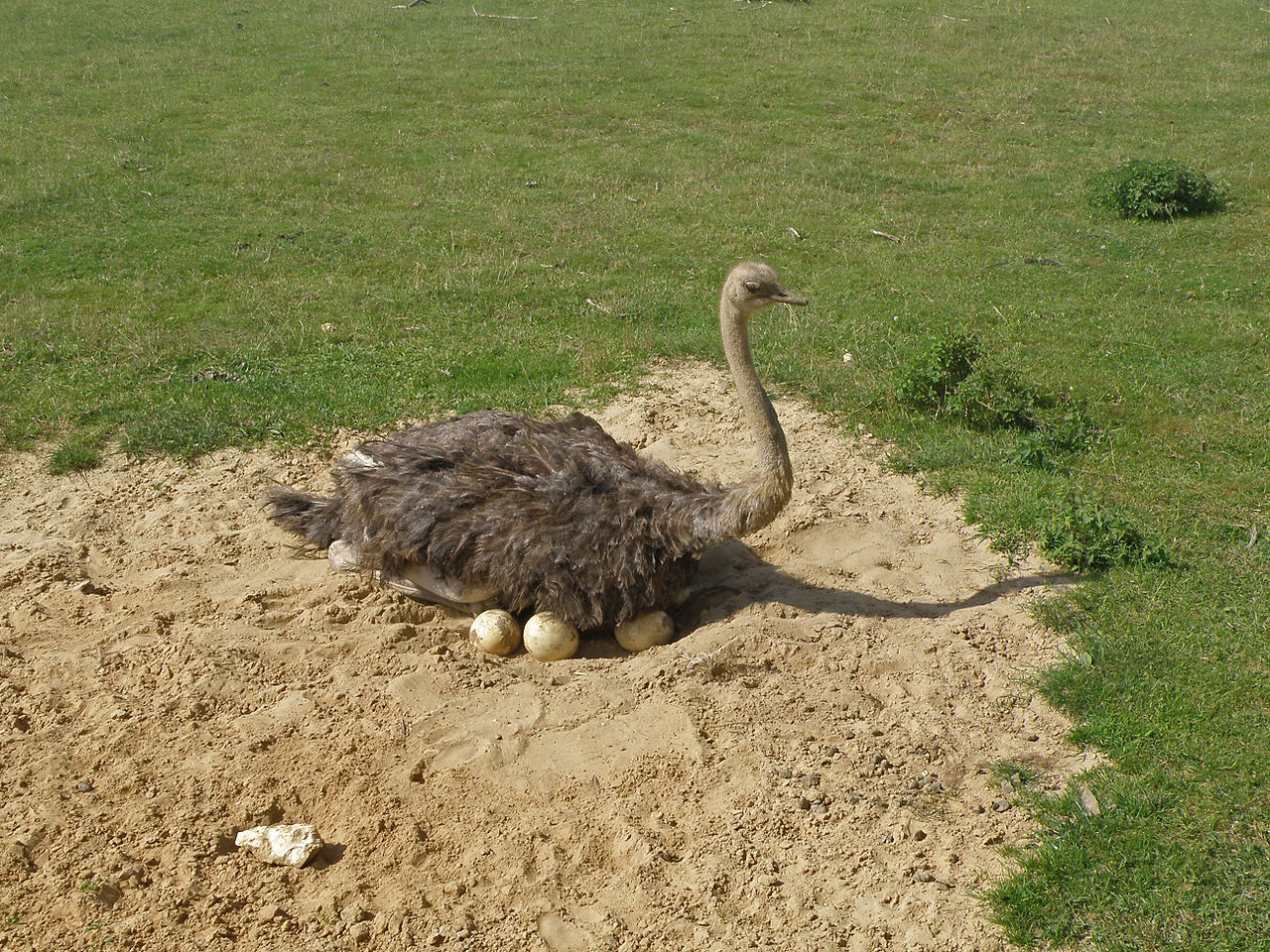 Сколько весит страусиное яйцо: факты и цифры из жизни страусов