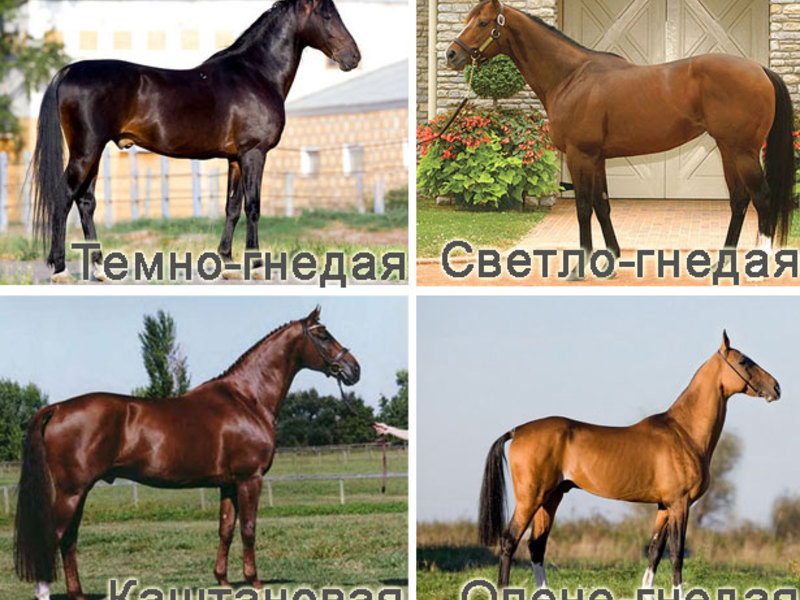 Масти лошадей:названия и фото | мои лошадки