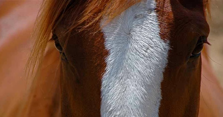 Зрение лошади и особенности глаз.как проверить зрение лошади | мои лошадки