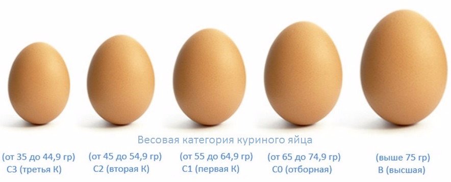 От чего зависит цвет куриного яйца