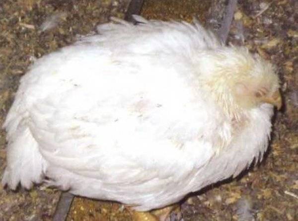Болезни бройлеров - почему дохнут взрослые, что делать, если лежат вытянув шею, заболели цыплята, чем лечить