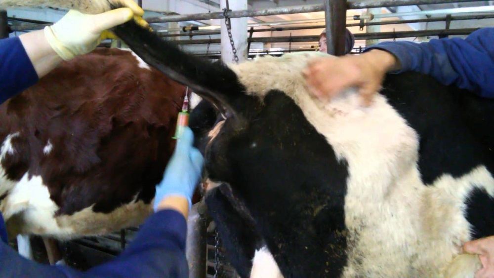 Можно ли пить молоко от больных лейкозом коров