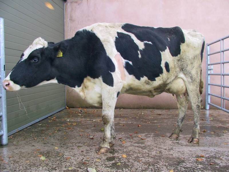 Ацидоз у коров (крс): симптомы и лечение