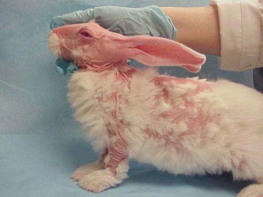 Симптомы глистов у кроликов, лечение препаратами и народными средствами