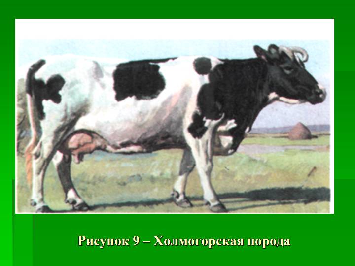 Холмогорская порода коров: характеристики и фото породы