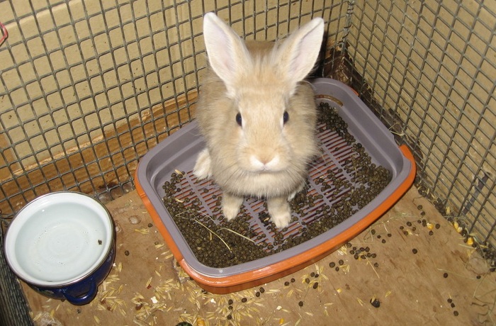 Причины и лечение поноса у кроликов