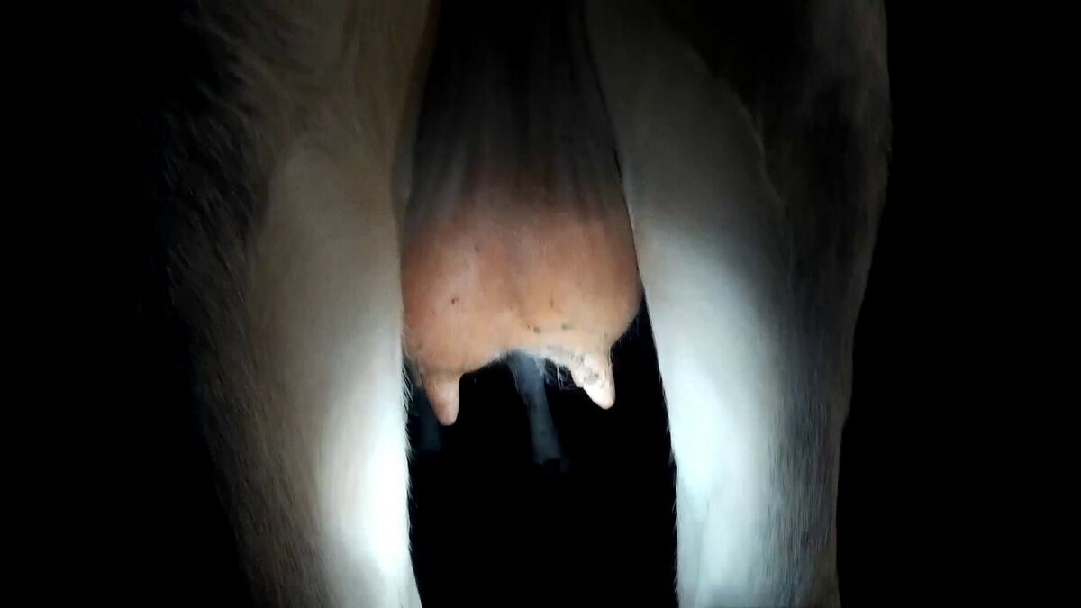 Лечение бородавок у коров цинковой мазью