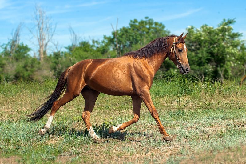 Состояние буденновской и донской пород лошадей на 2019 год — agroxxi