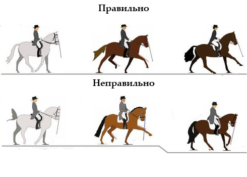Как обучают лошадей
