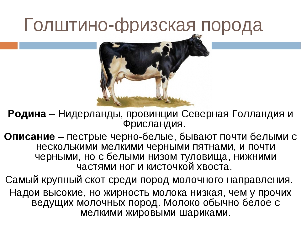 Холмогорская порода коров: характеристика и описание