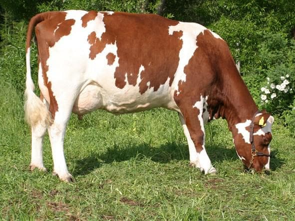 Айрширская корова: характеристика породы и особенности разведения — cельхозпортал