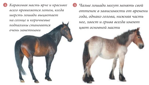 Чалая масть лошадей: разновидности и породы
