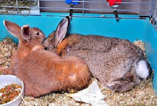 В каком возрасте и когда отсаживают крольчат от крольчихи или через сколько дней можно отсаживать: советы с видео