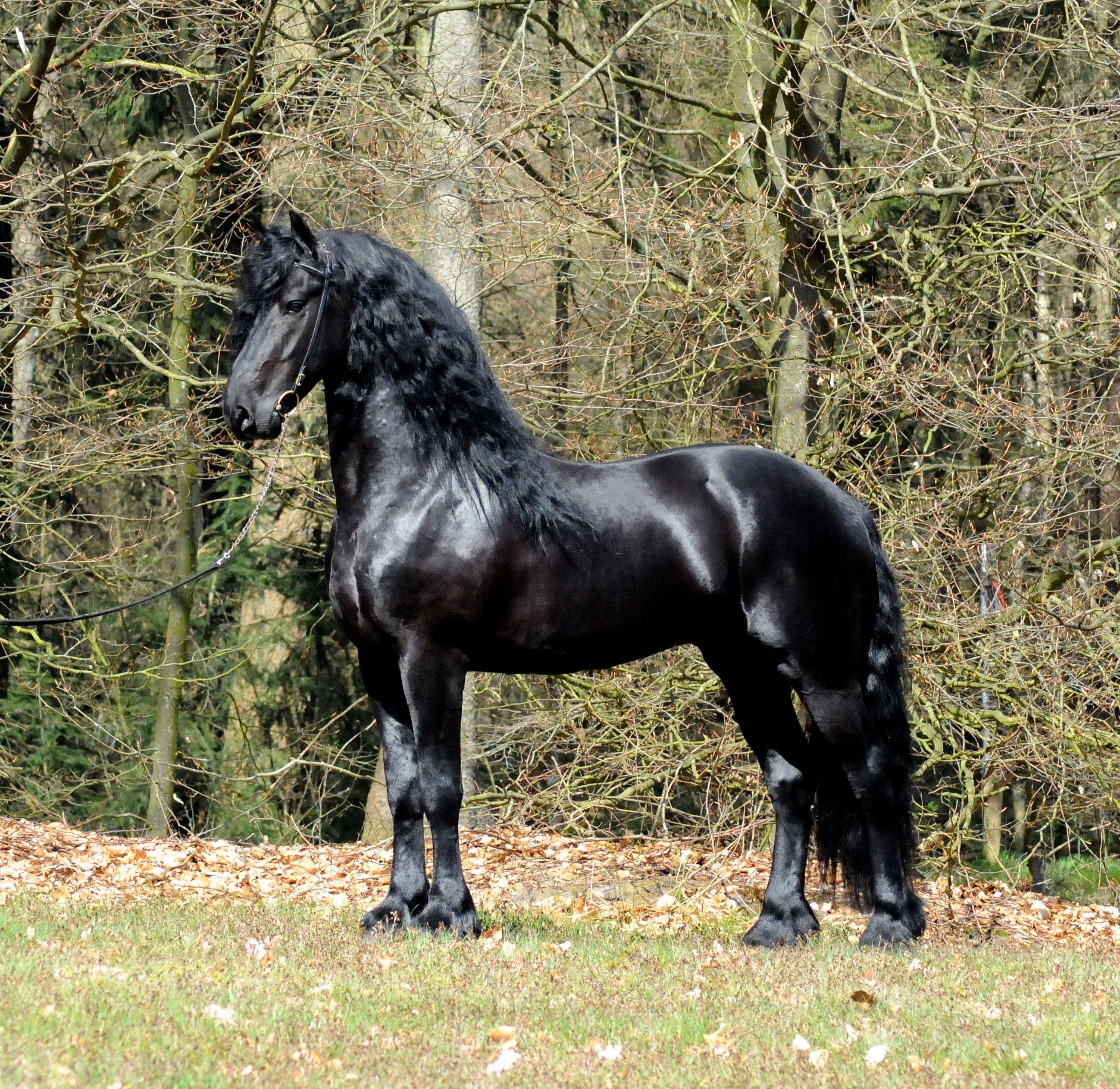 Жемчужина голландии: фризская лошадь