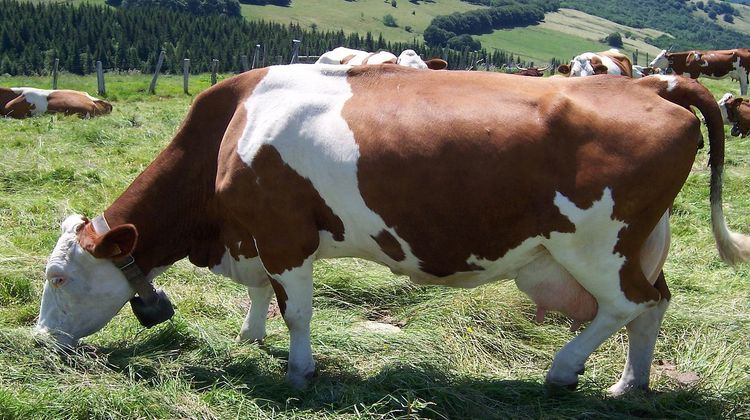 Молочная айрширская корова: история происхождения породы, внешний вид и продуктивность, условия содержания